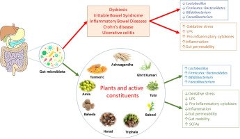 Is “Gut Healing” Just a Buzzword? A Critique of Viral Diet Trends 2025 Review