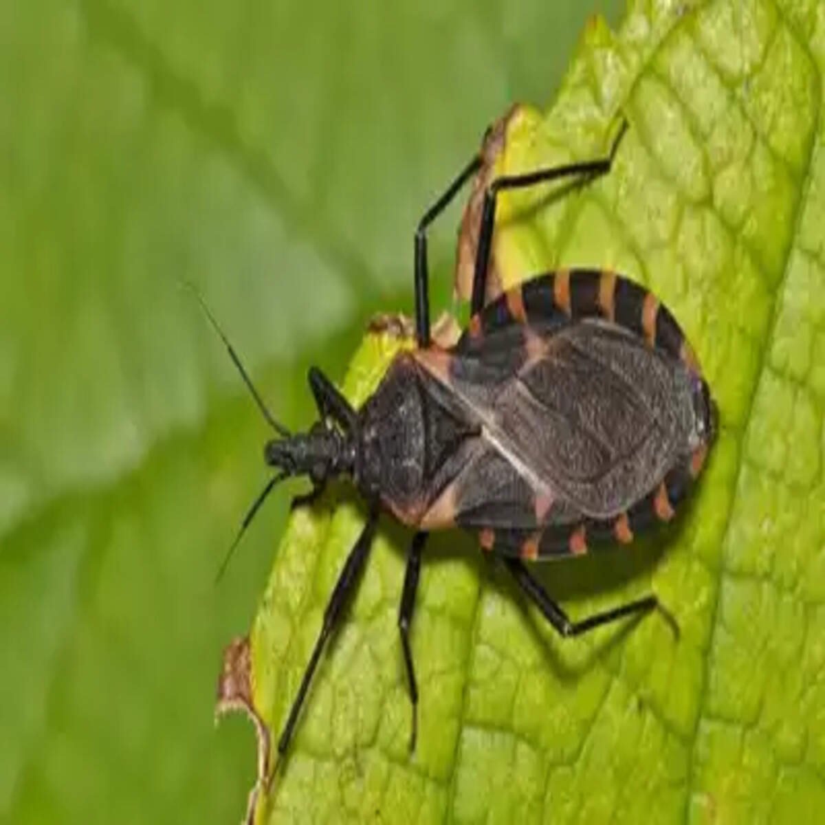 Chagas Disease in the U.S.: 10 Alarming Facts About the Kissing Bug Epidemic